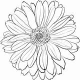 Drawing Chrysanthemum Drawings Crisantemo Flores Aster Noviembre Birth Crisantemos Facil Nacimiento Renior Tattoossandmore Sketches Abstracto sketch template