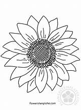 Sunflower Coloring Pages Flowers sketch template