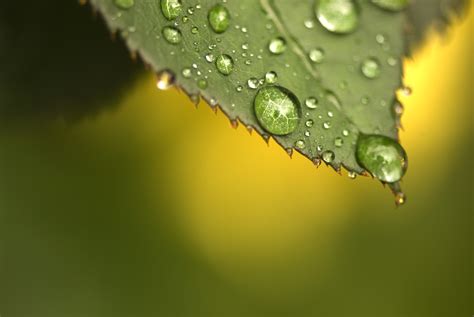 morning dew  leaf fusion
