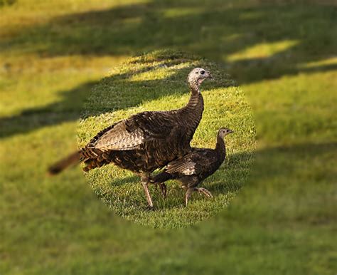 nature tales  camera trails  wild turkey poult