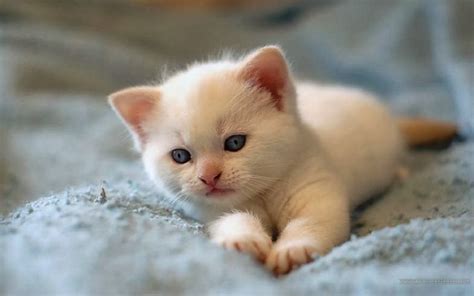 cute white  cat cat pictures