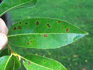 bacterial leaf spot crop diseases farmscom