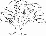 Tree Coloring Pages Branch Oak Colouring Trunk Kids Trees Drawing Sheets Leaves Many Banyan Printable Acacia Template So Branches Color sketch template