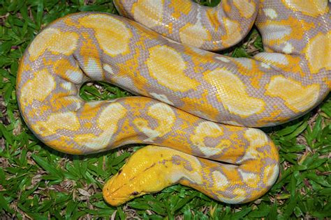 Albino Burmese Python Photograph By Stuart Dee