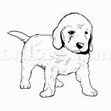 Golden Coloring Retriever Puppy Pages Drawing Goldendoodle Line Dog Lab Puppies Drawings Labrador Cute Draw Color Easy Printable Pitbull Labradoodle sketch template