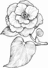 Camellia Coloring Designlooter sketch template