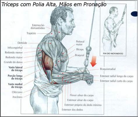 treino básico de tríceps para hipertrofia treinos academia