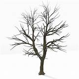 Trees Barren Getdrawings Leafless Rela sketch template