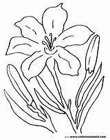 Lily Coloring Pages Tiger Flower Stargazer Lilies Pad Printable Lovely Awesome Getcolorings Getdrawings Drawing Amazing Print Color Colorings sketch template