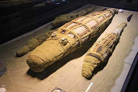 2 500 year old mummified crocodile yields surprises ancient origins