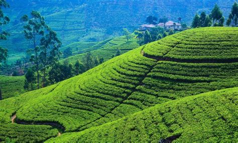 tea plantation   sri lanka tea trails holiday ceylon