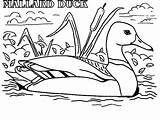 Coloring Duck Pages Mallard Meme Color Wood Dog Actual Advice Drawing Hunting Coon Printable Ducks Getcolorings Ducklings Way Make Bike sketch template