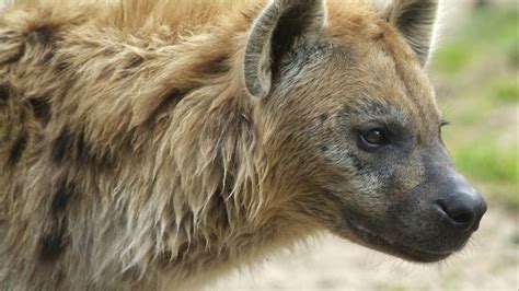 hyena ontsnapt  de beekse bergen park tijdelijk ontruimd omroep brabant