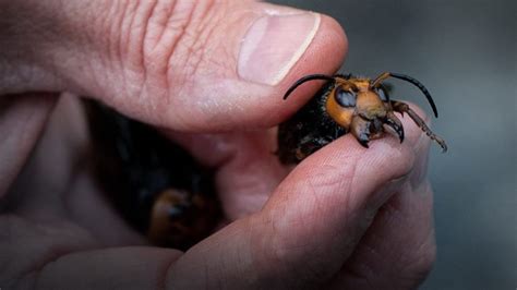 Killer Asian Giant Hornets Discovered In United States For First Time