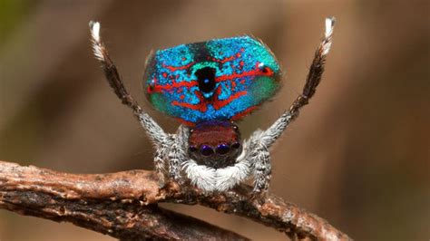 5 Flashy Facts About Peacock Spiders Mental Floss