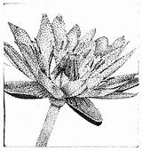 Pointillism Flower Drawings Deviantart Drawing Stippling Devian 2005 Portfolio Elementary Lessons Graphic Dark Summer Dot Deviant Downloads Still Life sketch template