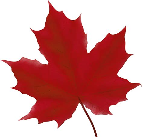 red maple leaf clip art   cliparts  images