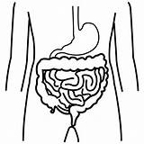 Intestinos Cuerpo Intestine Organs Pictogramas Intestino Preschoolactivities Recursos Organ sketch template