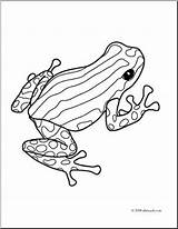 Dart Poison Grenouille Frosch Frogs Adulte Pasco Zeichnungen Drucktechnik Skizzen Pfeilgiftfrosch Kleurplaten Eberly Bezoeken Ausmalen Colorier Naturmaterialien sketch template