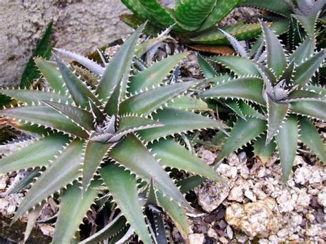 dyckia platyphylla world  succulents