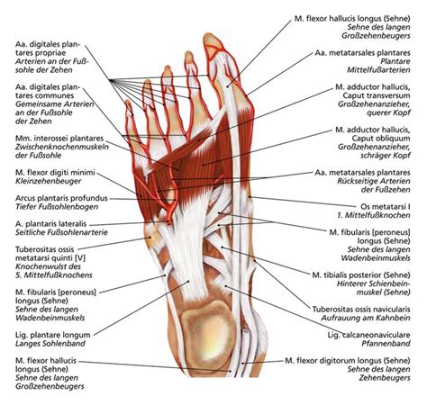 fusssohle arterien anatomie planer