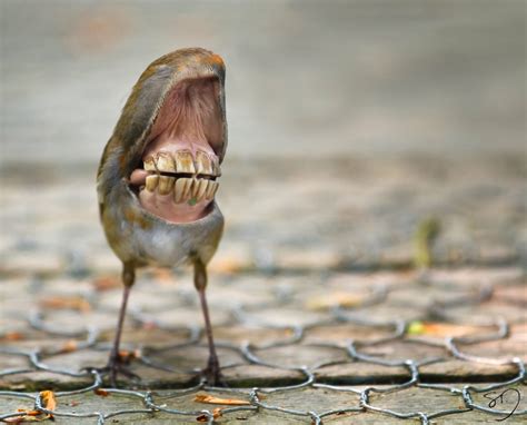 big mouth birds by sarah deremer ignant de