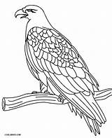 Eagle Coloring Pages Printable Eagles Bald Golden Drawing Color Adults Cool2bkids Kids Bird Easy Logo Colouring Philadelphia Birds Getcolorings Print sketch template
