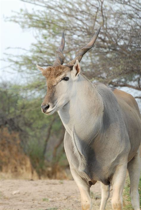 images  eland  pinterest horns animals  westerns