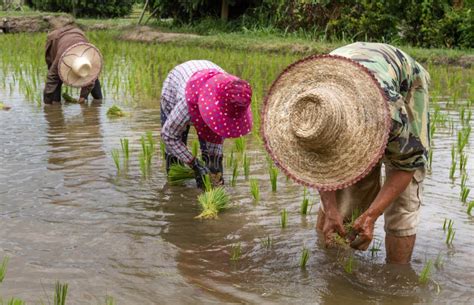 Farmers With Straw Hat Transplanting Rice Seedlings In Paddy Field