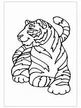 Coloring Tiger Pages Lsu Preschool Tigers Template Drawing Kids sketch template
