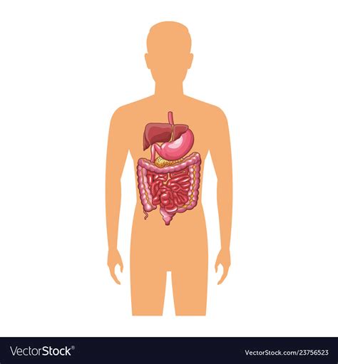 anatomy human organ cartoon royalty free vector image