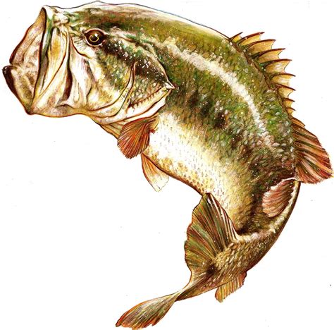 Largemouth Bass Drawing At Explore Collection Of