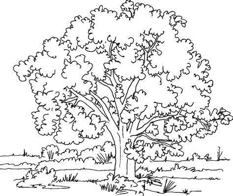 trees printable coloring pages