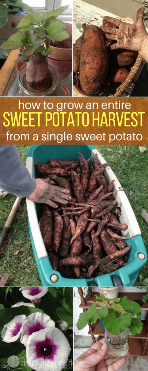 grow sweet potatoes  sweet potato slips