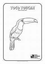 Coloring Toucan Pages Toco Coloringbay sketch template