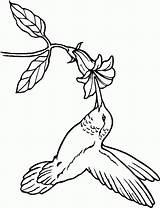 Coloring Hummingbird Pages Color Drawing Bird Print Printable Humming Animals Sheet Getdrawings sketch template