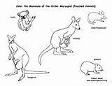 Marsupials Kangaroos Koalas Mammals Pouched sketch template