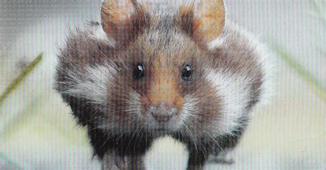 postcard  stamp week germany european hamster