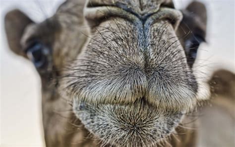 wallpaper camel face nose hd widescreen high definition fullscreen