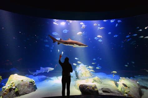 Jaw-dropping shark exhibit coming soon to New York