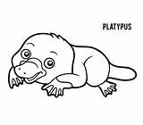 Platypus Ornithorynque Schnabeltier Enfants Malbuch Hatching Veterinary sketch template