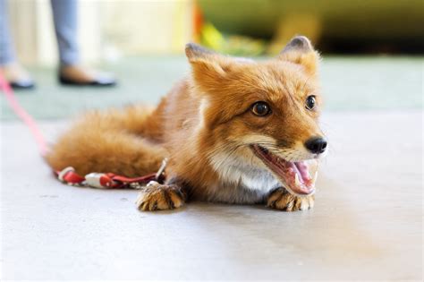 fox animal pet red  photo  pixabay