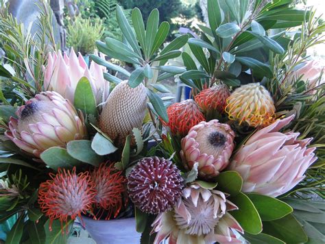 grow protea golden hawk protea