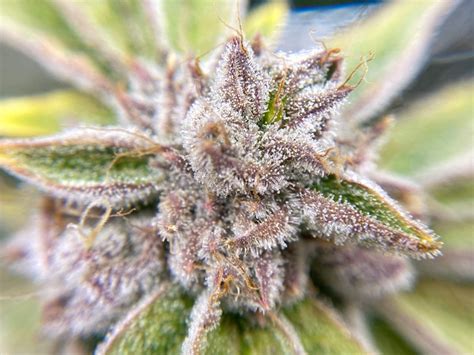 bruce banner strain info bruce banner weed  ilgm growdiaries