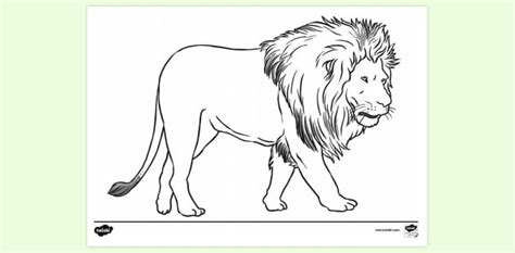 lion colouring sheet colouring sheets twinkl