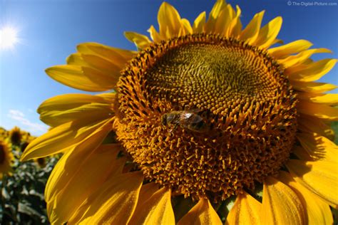 Honey Bee on Sunflower
