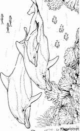 Delfine Dolfijn Coloriage Ausmalbilder Dolfijnen Dauphin Dolphins Ausmalbild Dieren Colorare Malvorlagen Malvorlage Dauphins Delfini Mandala Mewarnai Lumba Delphine Delphin Animaux sketch template