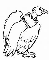 Vulture Coloring Pages Animals Desert Printable Color Kids Animal Drawing Compassion Preschool Colouring Getdrawings Print Preschoolcrafts Getcolorings Choose Board Wildlife sketch template