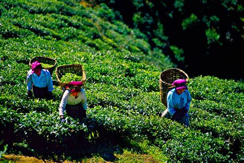 top  tea plantation vacations  india