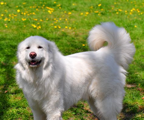 science confirms  great pyrenees  humans   parents